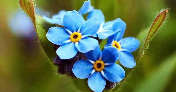 Cómo crecer y cuidarme de las flores para olvidarme