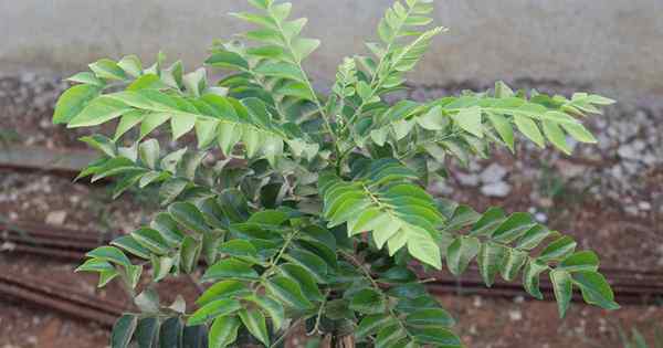 Comment faire pousser votre propre arbre à feuilles de curry