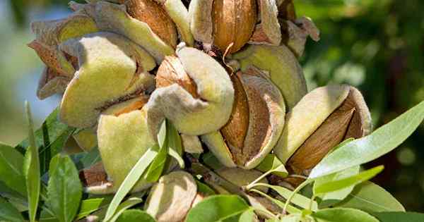 Cara menanam, tumbuh, dan merawat pohon almond
