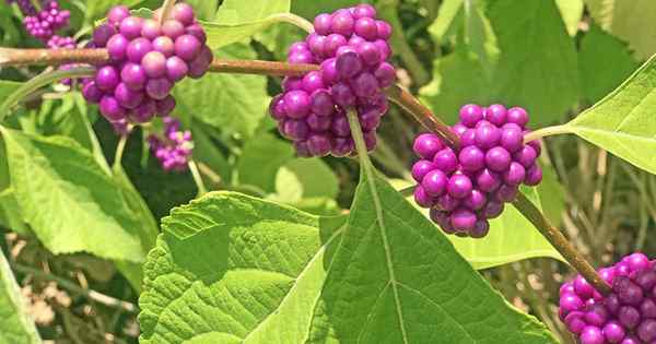 Comment cultiver et prendre soin des arbustes américains de Beautyberry