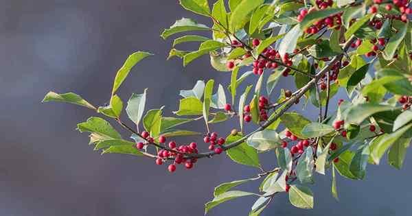 Comment cultiver et prendre soin des arbres de houx américains