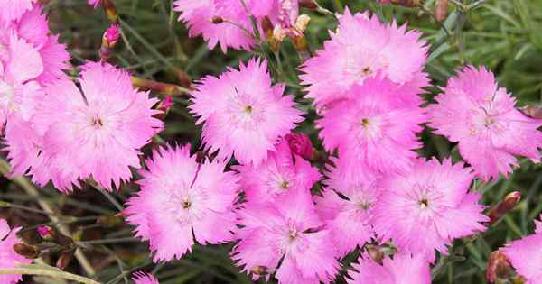 Como crescer e cuidar de rosas alpinas