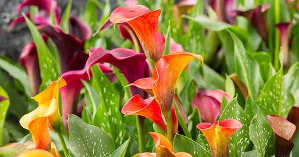 Wie man Calla -Lilien für einfache Raffinesse anbaut