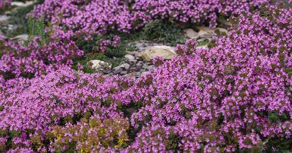 Comment cultiver le thym rampant comme couverture terrestre aromatique