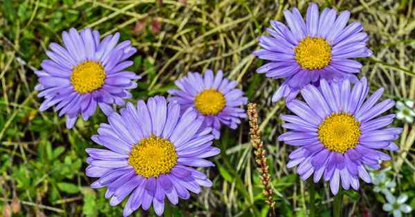 Wie man wächst und für frühblühende alpine Aster sorgt