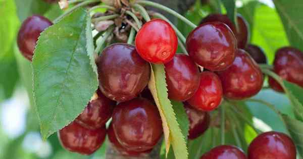 Como cultivar e cuidar de frutificação de cerejeiras