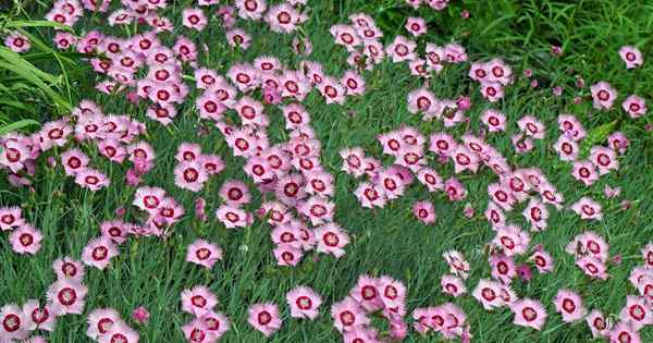 Comment faire pousser des roses de jardin pour le charme à l'ancienne