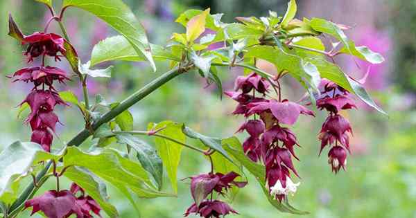 Cara tumbuh dan merawat honeysuckle himalaya