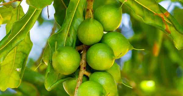 Wie man wächst und um einen Macadamia -Nussbaum kümmert