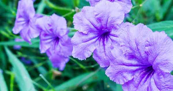 Tumbuh Petunias Mexico (Ruellia simplex) untuk haba dan teduh bertoleransi dari