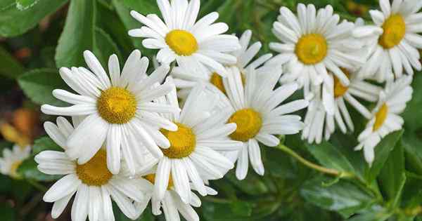 Cara Menanam dan Menanam Montauk Daisies