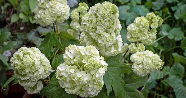 Cómo crecer y cuidar la hortensia de Oakleaf