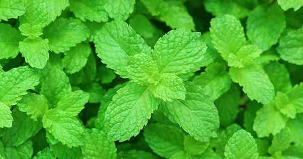 Comment cultiver et prendre soin des plantes à la menthe poivrée