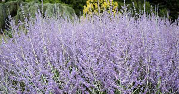 Cómo crecer y cuidar la salvia rusa