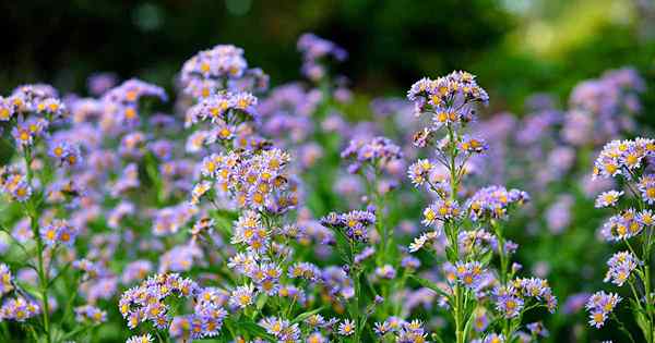 Cómo cultivar aster tatario Un floración dinámica de finales de temporada