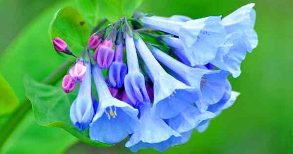 Cómo crecer y cuidar a Virginia Bluebells