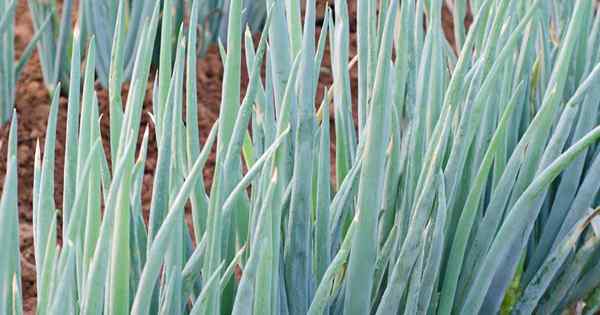 Como cultivar e colher cebolas