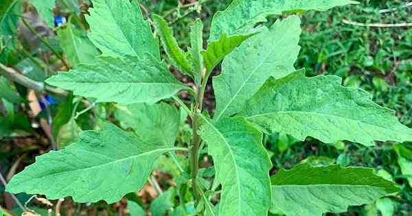 Jak rosnąć i używać Epazote Herb