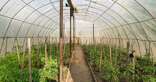Cómo cultivar plantas durante todo el año en un invernadero sin calefacción