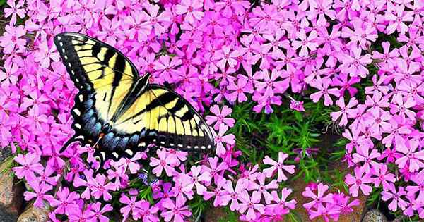 Wie man wächst und sich um kriechende Phlox kümmert