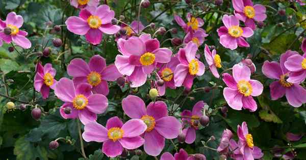 Wie man fällige japanische Anemone-Blumen wächst