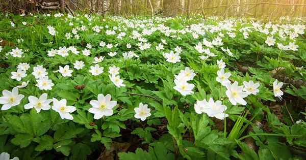 Wie man Holzanemonenblumen für schattige Bereiche anbaut