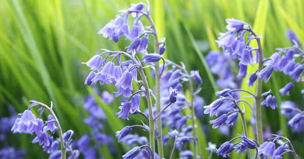 Cara Tumbuh dan Menjaga Kayu Hyacinth (Sepanyol Bluebell)