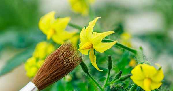 4 façons faciles de polliniser la main les tomates