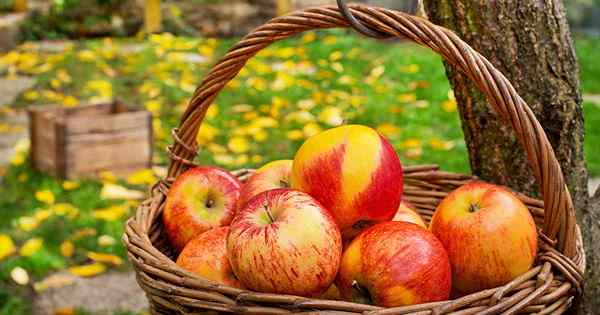 Bila dan bagaimana menuai epal