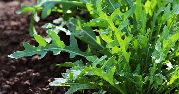 Comment et quand récolter la roquette