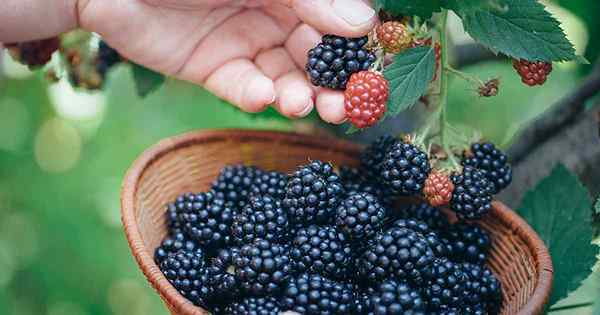 Recogiendo moras cómo y cuándo cosechar