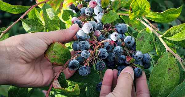 Cara menuai blueberries sempurna masak