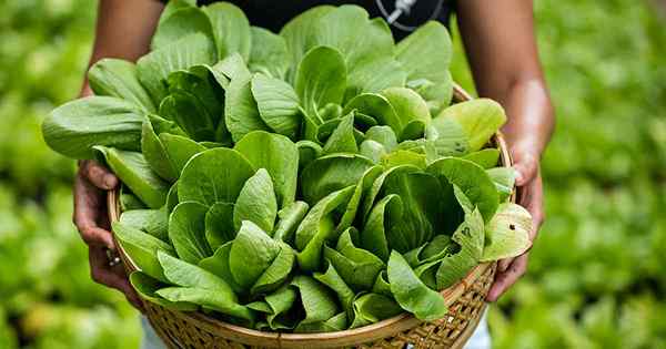 Kiedy i jak zbierz bok choy