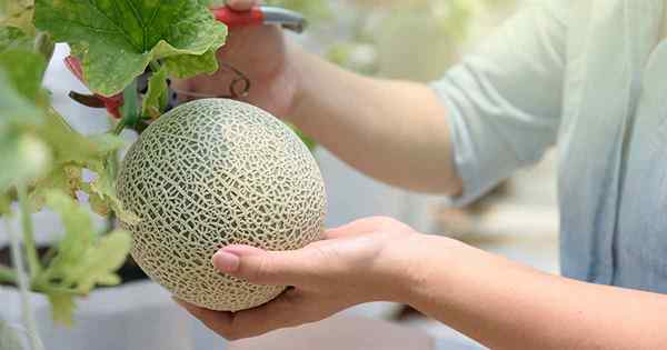 Cuándo y cómo cosechar el melón, el caramelo del jardín más dulce