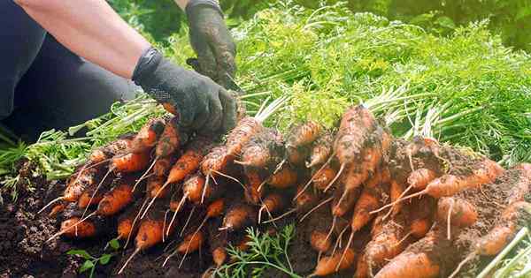 Hora de cosecha cómo y cuándo elegir zanahorias