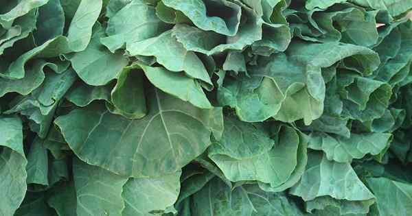 Wie man Collard Greens erntet