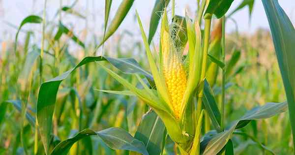 Kapan dan bagaimana memanen jagung