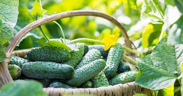 Trae ese cultivo de parachoques cómo y cuándo cosechar pepinos