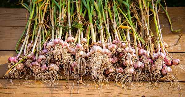 Wann und wie man Knoblauch erntet