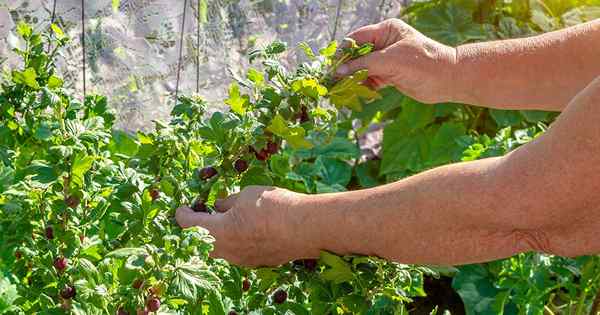 Bagaimana dan kapan harus memanen gooseberry