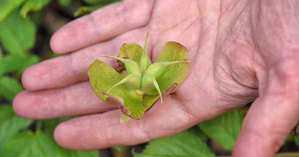 Cara mengumpulkan benih hellebore untuk perambatan tanaman