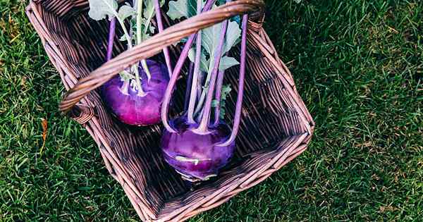 Wie und wann man Kohlrabi erntet