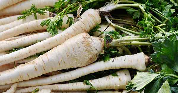 Cómo cosechar Parsnips