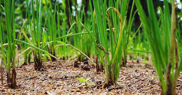 Bagaimana dan bila menuai daun bawang