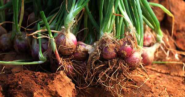 Kapan dan bagaimana memanen bawang merah