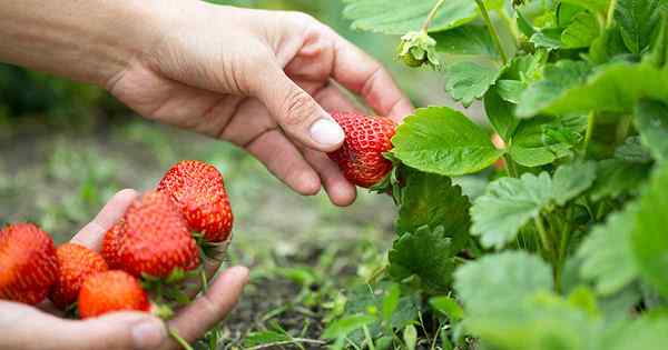 Wie und wann man Erdbeeren erntet