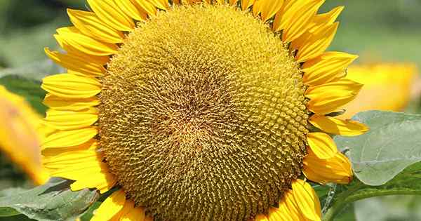 Cara memanen biji bunga matahari