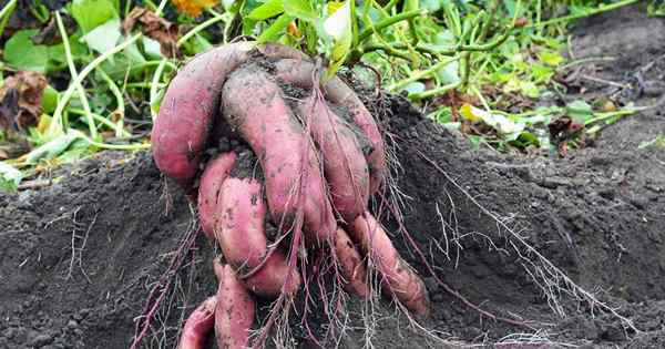 Cómo cosechar y almacenar batatas