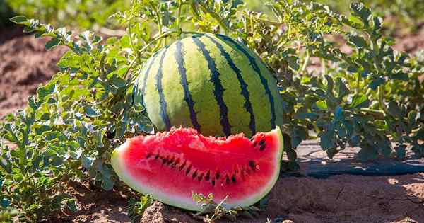 Wie man eine reife Wassermelone auswählt