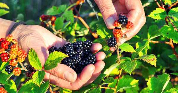 Cara memanen buah beri liar mencari makan untuk pemula